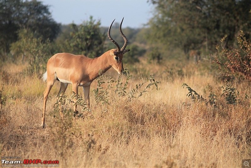 Splendid South Africa-kruger-deer.jpg