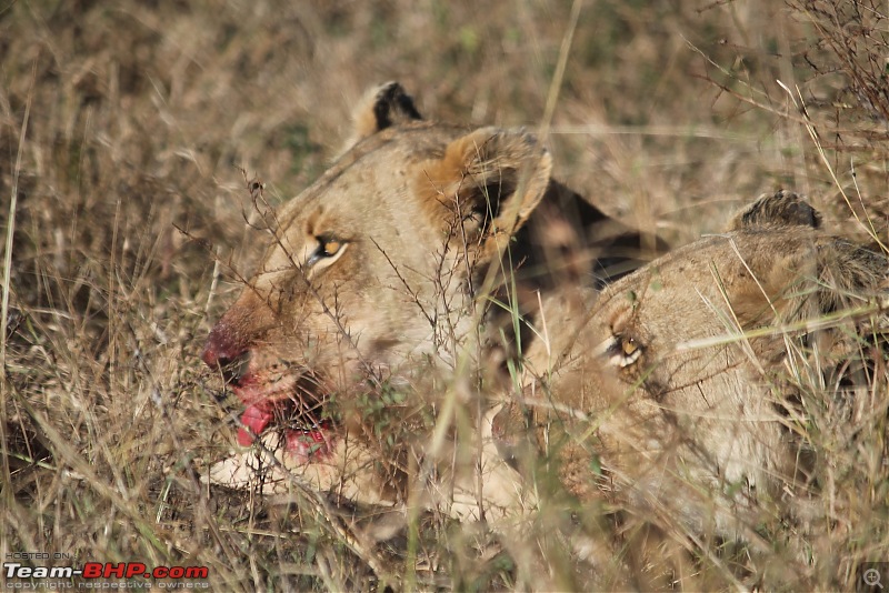 Splendid South Africa-kruger-lioness-1.jpg