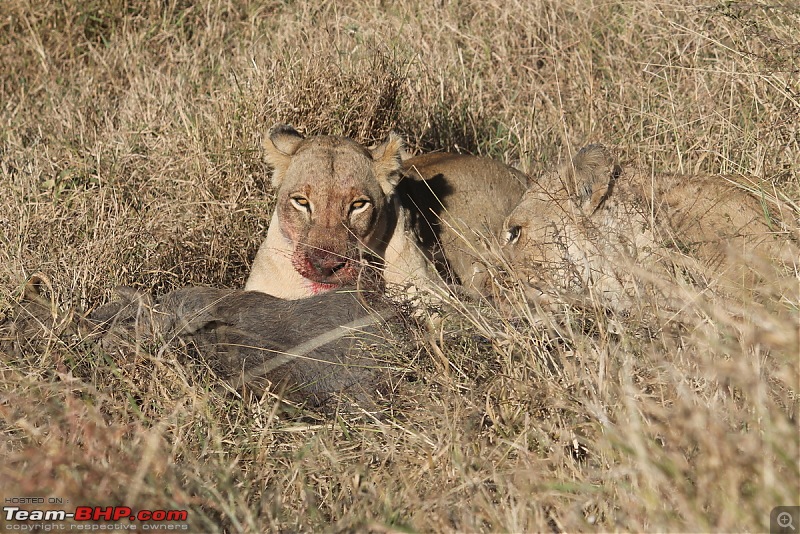 Splendid South Africa-kruger-lioness-2.jpg