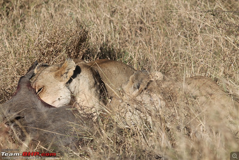 Splendid South Africa-kruger-lioness-3.jpg