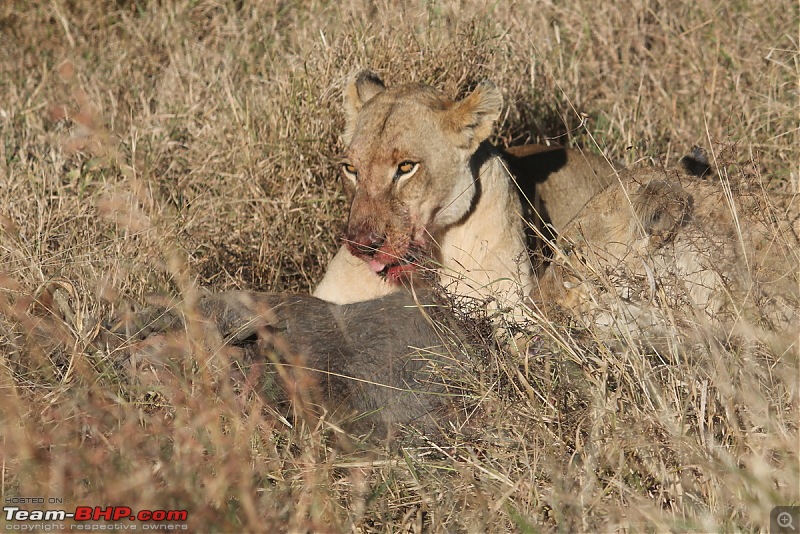 Splendid South Africa-kruger-lioness-4.jpg