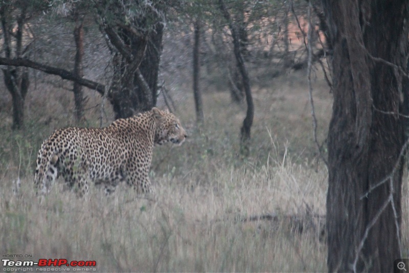 Splendid South Africa-kruger-leopard-1.jpg