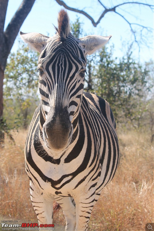 Splendid South Africa-p-380.jpg