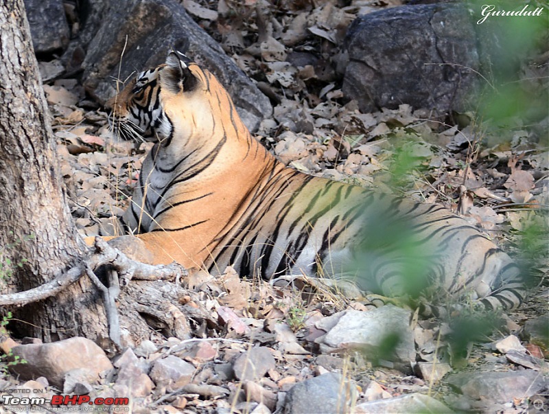 Gurgaon - Ranthambhore - Jodhpur - Gurgaon: Big Cats call again..!-0716.jpg