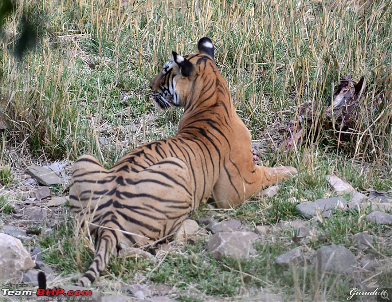 Gurgaon - Ranthambhore - Jodhpur - Gurgaon: Big Cats call again..!-0744.jpg