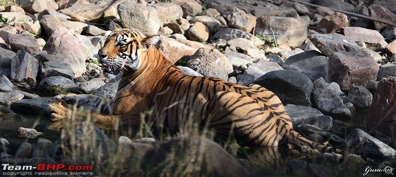 Gurgaon - Ranthambhore - Jodhpur - Gurgaon: Big Cats call again..!-1050.jpg