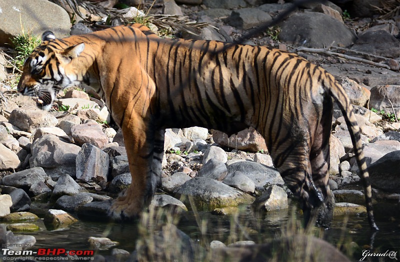 Gurgaon - Ranthambhore - Jodhpur - Gurgaon: Big Cats call again..!-1058.jpg