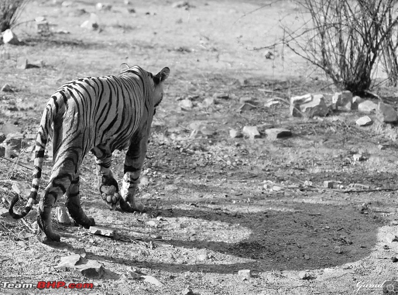 Gurgaon - Ranthambhore - Jodhpur - Gurgaon: Big Cats call again..!-4175.jpg