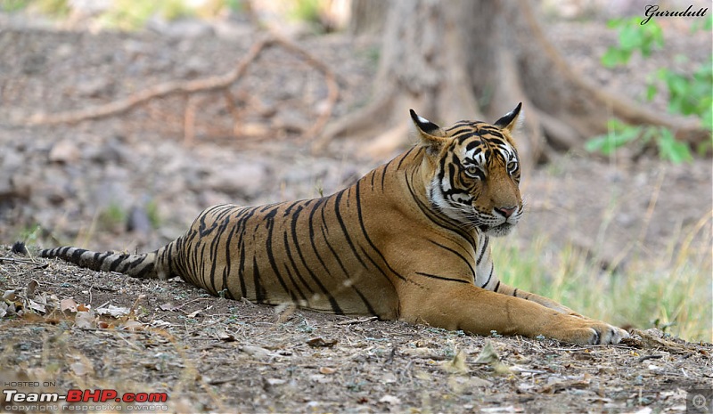 Gurgaon - Ranthambhore - Jodhpur - Gurgaon: Big Cats call again..!-4245.jpg