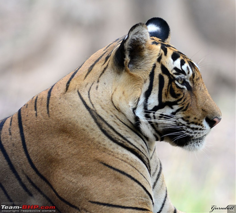 Gurgaon - Ranthambhore - Jodhpur - Gurgaon: Big Cats call again..!-1227.jpg