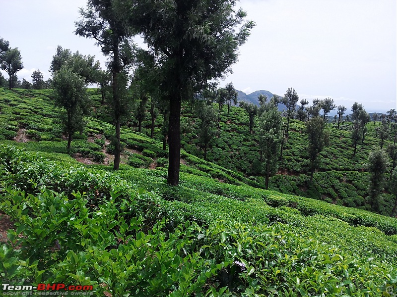 A journey as good as the destination: Valparai-day2hillview9.jpg