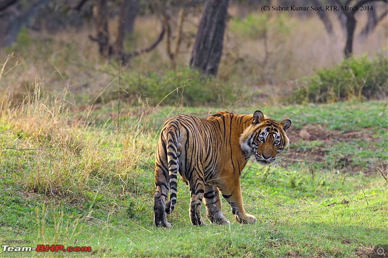 Tigers of the Ranthambore National Park-dpp07de061b132f14.jpg