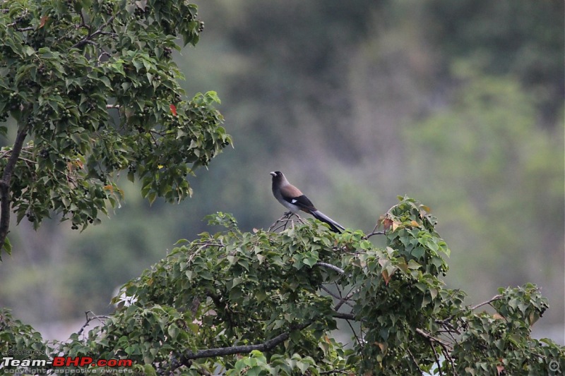 Exploring Kumaon: Nainital, Sattal, Almora, Bageshwar, Patal Bhuvaneshwar & Kausani-grey-treepie.jpg