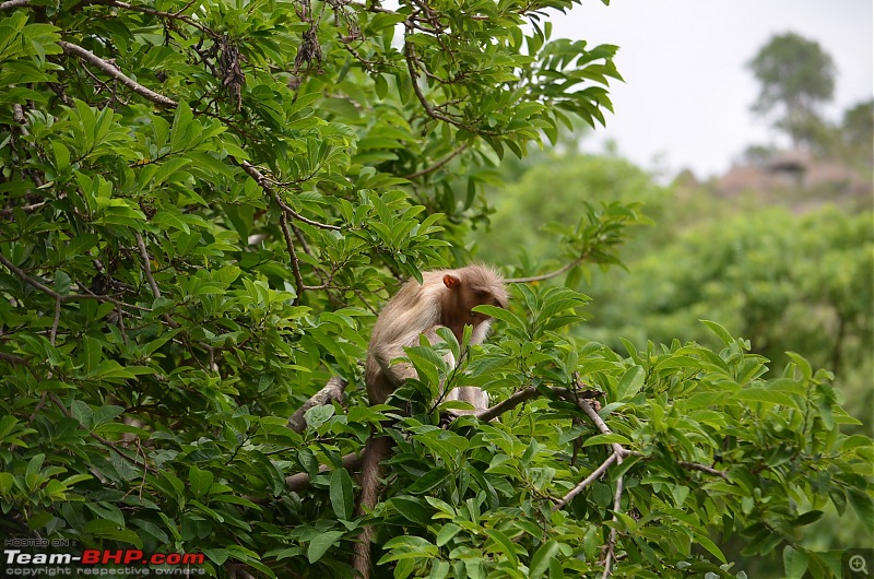 Fresh air isn't too far: Devarayanadurga, a Photologue-dsc_0228.jpg