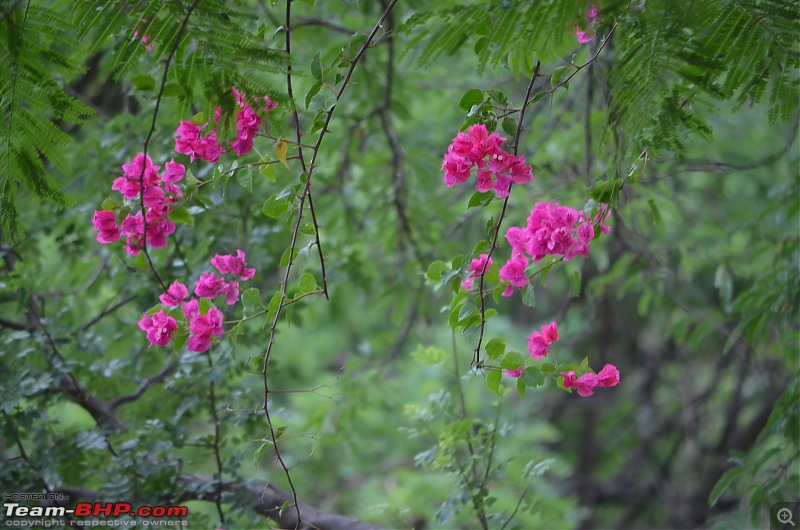 Fresh air isn't too far: Devarayanadurga, a Photologue-dsc_0231.jpg