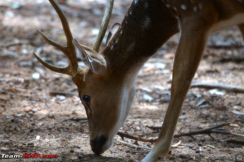 Fresh air isn't too far: Devarayanadurga, a Photologue-dsc_0253.jpg