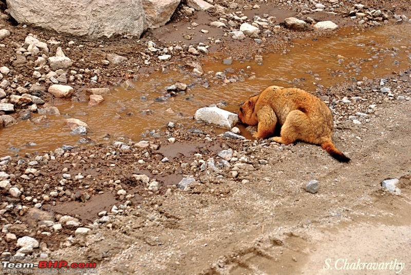 Julley to the Land of High Passes - Ladakh!-49.jpg