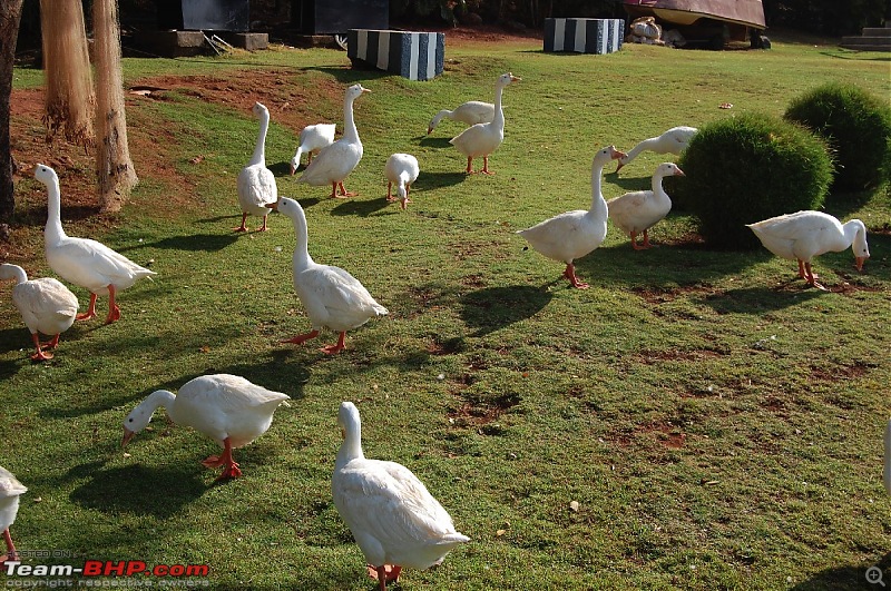 Not a YetiBlog but a Photologue - My visit to Aamby Valley-dsc_7715_l.jpg