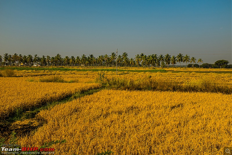 South India West-Coast Ride. And some more...-20131222dscf3789.jpg