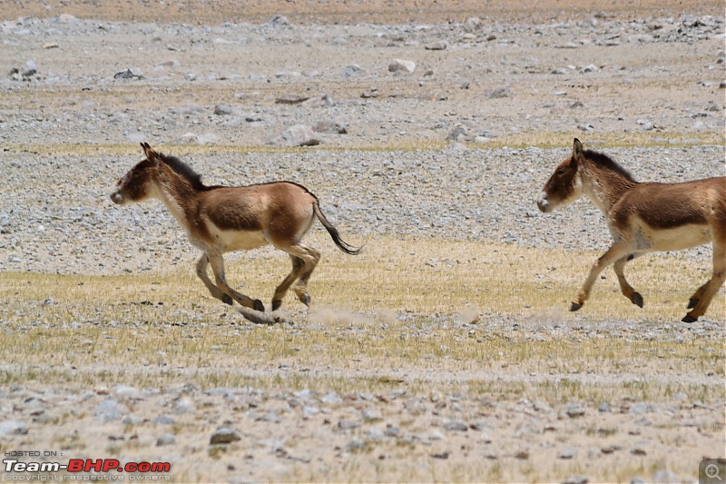 Tata Safari Storme flies to Heaven - Ladakh-22.jpg