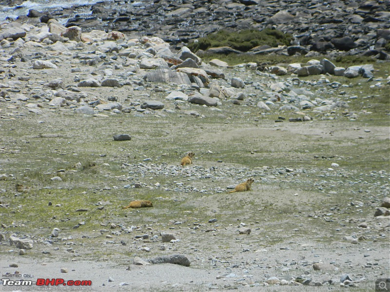 Tata Safari Storme flies to Heaven - Ladakh-23.jpg