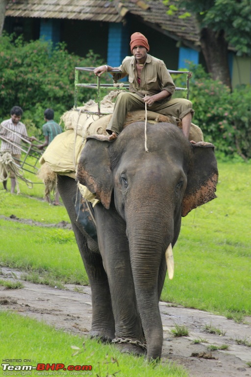 Meeting the Elephants - Family overnighter at Dubare Elephant Camp-elleride1.jpg
