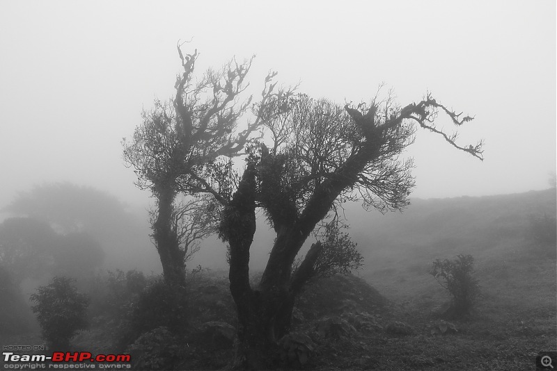 Uttara Kannada: Abode Of Temples, Rivers & Mountains-b-w-still-tree.jpg