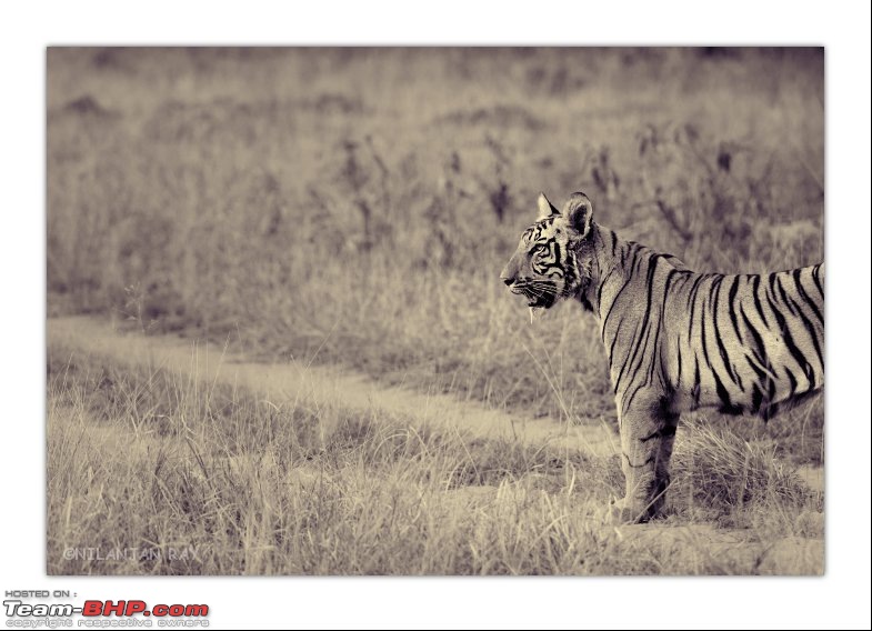Tadoba: 14 Tigers and a Bison-cub_small_bw.jpg