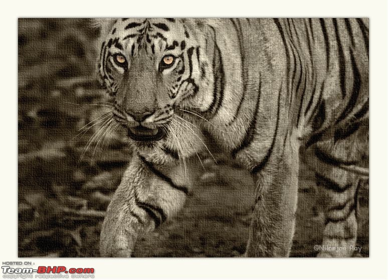 Tadoba: 14 Tigers and a Bison-eyes_canvas.jpg