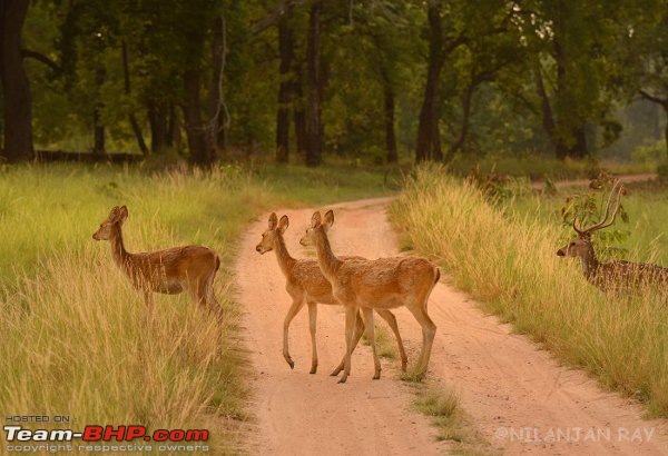 Kanha & Tadoba - A 3000 km roadtrip in the Fortuner-barasingha-fawns_small.jpg