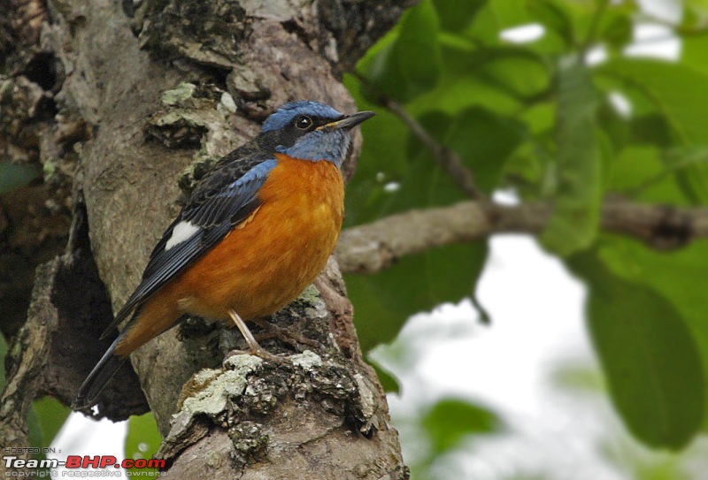 A Wilderness Photologue - Bandipur & Palaniappa Estate (Devashola)-bcrtcs4nb.jpg