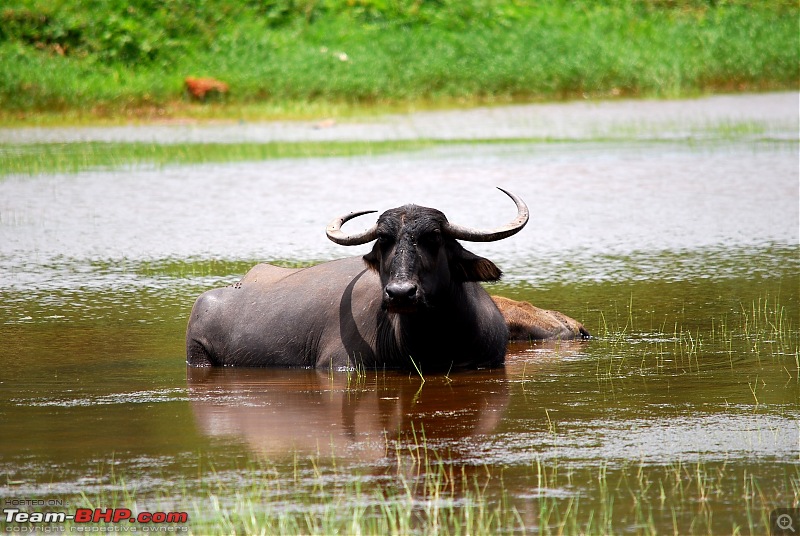 Kolkata to Kashmir to Kerala, with a dash of Goa & Sikkim-15.jpg