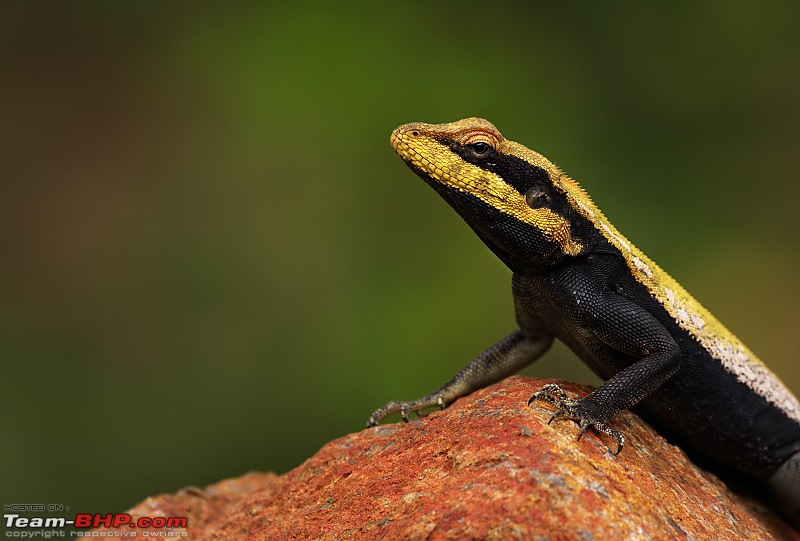 A Wilderness Photologue - Bandipur & Palaniappa Estate (Devashola)-racs4nb.jpg