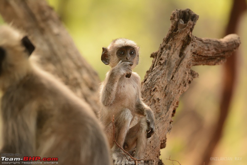 Kanha & Tadoba - A 3000 km roadtrip in the Fortuner-wonder_small.jpg