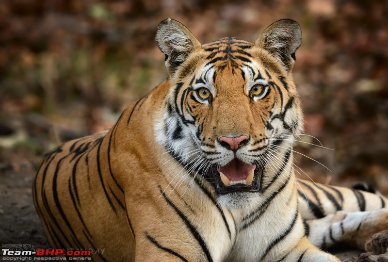 Kanha & Tadoba - A 3000 km roadtrip in the Fortuner-sitting_small.jpg