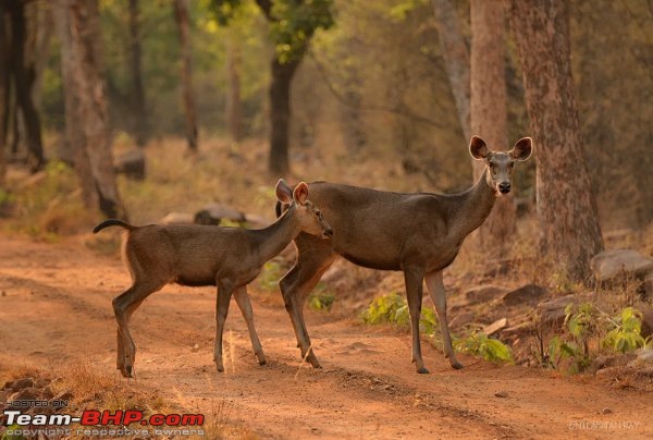 Kanha & Tadoba - A 3000 km roadtrip in the Fortuner-hesitant.jpg