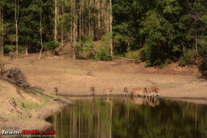 Kanha & Tadoba - A 3000 km roadtrip in the Fortuner-deer.jpg