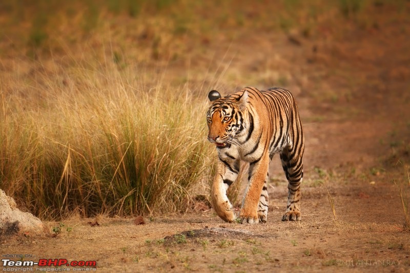 Kanha & Tadoba - A 3000 km roadtrip in the Fortuner-young-meadows_small.jpg