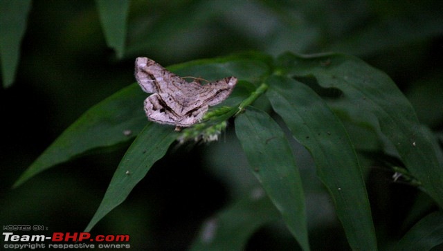 Maharashtra Nature Park - Converted from a dumping ground!-img_8889.jpg