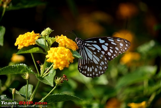 Maharashtra Nature Park - Converted from a dumping ground!-img_8971.jpg