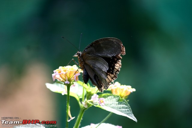 Maharashtra Nature Park - Converted from a dumping ground!-img_9074.jpg