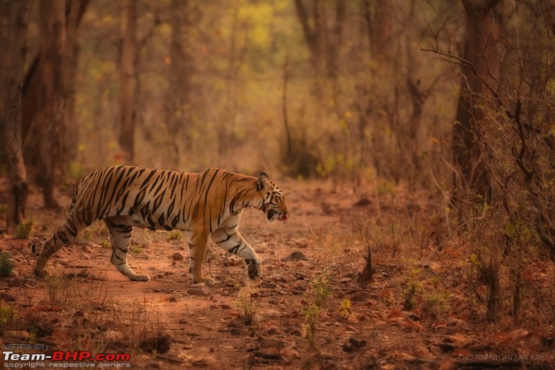Kanha & Tadoba - A 3000 km roadtrip in the Fortuner-crossing_small.jpg