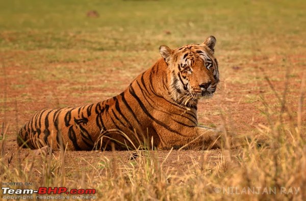 Kanha & Tadoba - A 3000 km roadtrip in the Fortuner-waghdoh_small.jpg