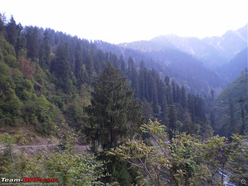 A peep into.. Valley of Gods-pine-forest.jpg