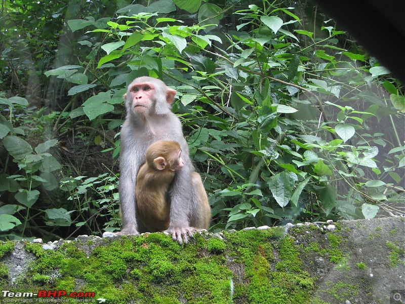 Nature, Culture & Fun  Jaldapara & Bhutan in a Safari Storme-b24.jpg