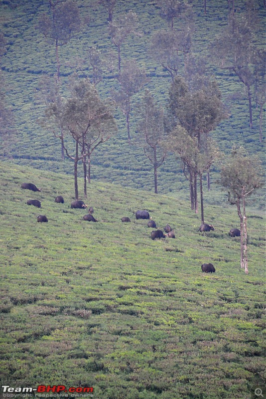 Chennai to Kodaikanal - via Valparai, Athirappilly, Kochi & Vagamon-00236.jpg