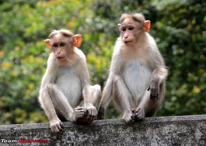 Chennai to Kodaikanal - via Valparai, Athirappilly, Kochi & Vagamon-00527.jpg