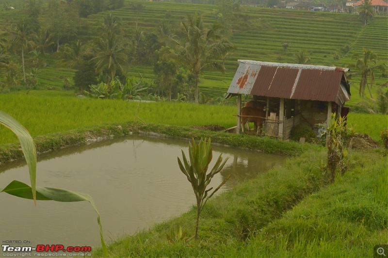 Story of the little piece of Bali in our hearts!-dsc_0142.jpg