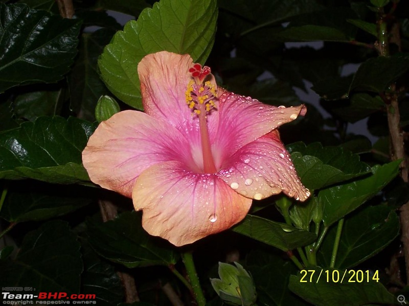 Mumbai to Kerala in a Manza-tesnest-flowers.jpg