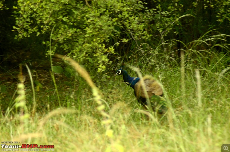 Triumphs & Tigers : Heady combination for a 1000 kms weekend ride!-_dsc1640.jpg